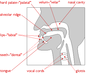 Diagram of the speech organs used to articulate sounds